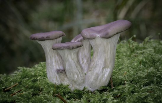 The Oyster Mushrooms in Pine Forest  -  Pleurotus sp.