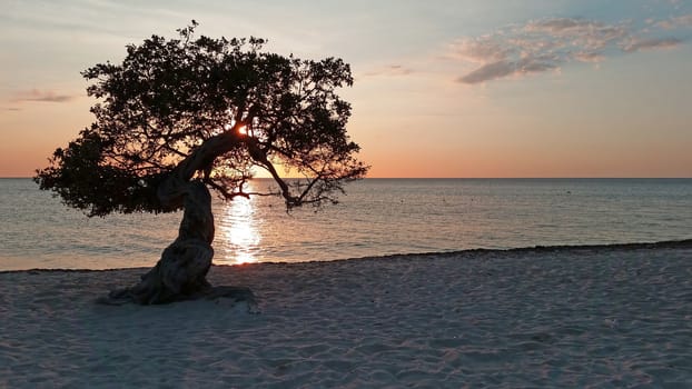 Divi divi tree on Aruba island in the Caribbean Sea at sunset