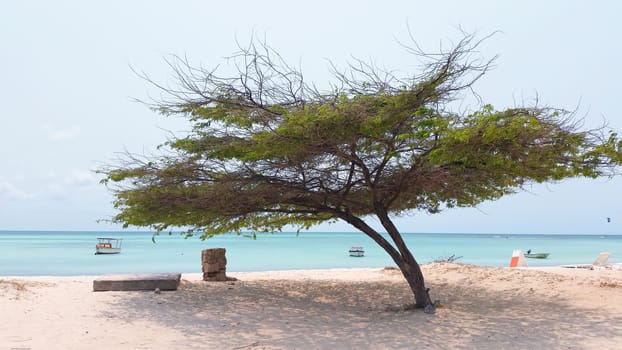 Divi divi tree on Aruba island in the Caribbean Sea