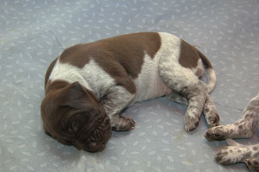 German shorthaired pointer puppies, 18 days old