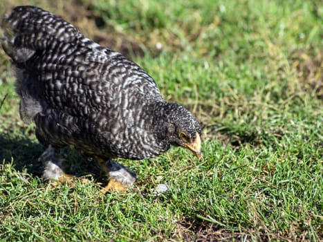 The young hen in the yard.