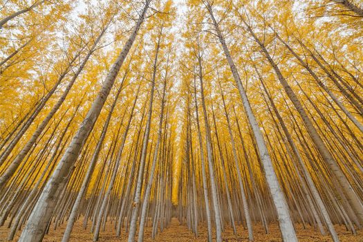 Poplar Tree Farm Symmetry at Boardman Oregon in Fall Season