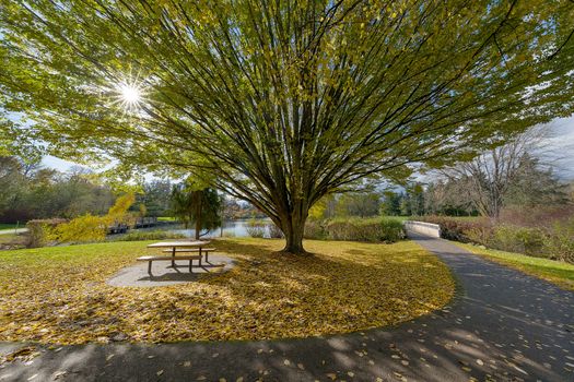 Fall Colors at Commonwealth Lake Park in Beaverton Oregon on a sunny Autumn day