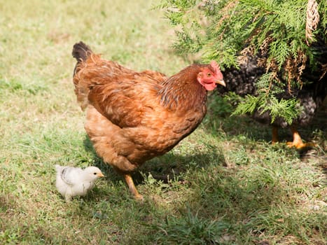 The brooding leads the chicks in the yard.