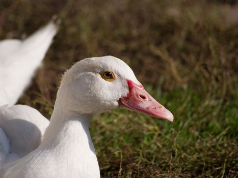 Silent duck (Cairina moschata) leads the ducklings.