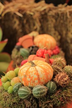 Various sorts of pumpkins for fall decorations