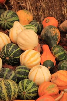 Various sorts of pumpkins for fall decorations