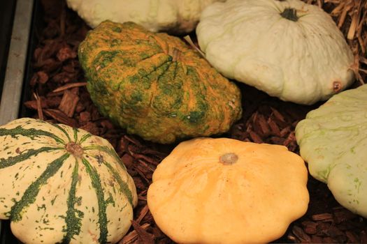 Various sorts of pumpkins for fall decorations
