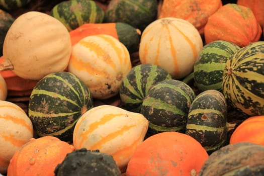 Various sorts of pumpkins for fall decorations