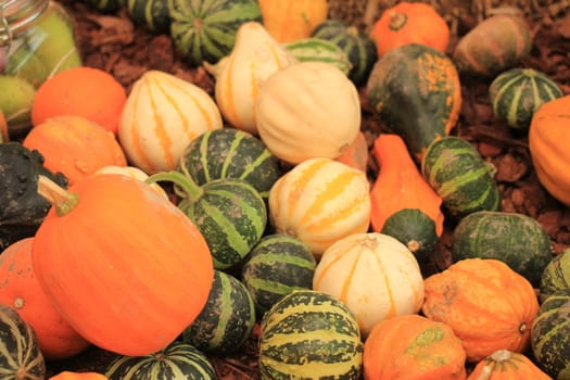 Various sorts of pumpkins for fall decorations