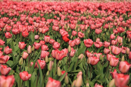 Pink tulips growing on a field, flower industry