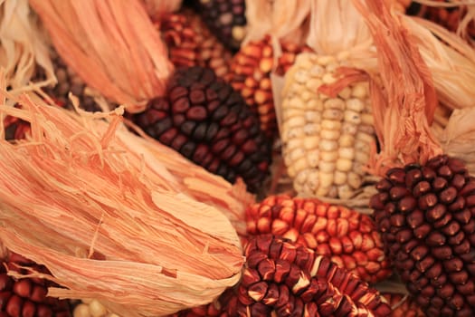 Dried corn for decorative purposes