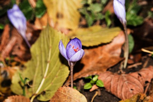 Violet Colchicum autumnale (autumn crocus, meadow saffron, naked lady). Autumn leaves on the ground.