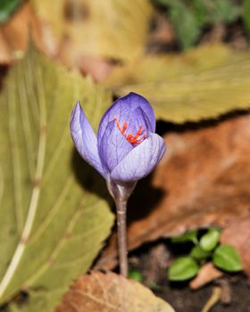 Violet Colchicum autumnale (autumn crocus, meadow saffron, naked lady). Autumn leaves on the ground.