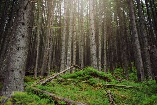 Beautiful pine trees on background high mountains.