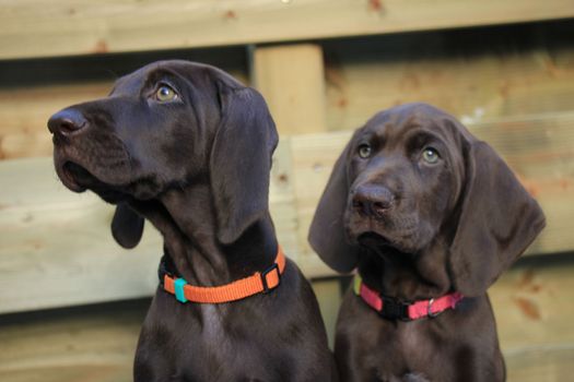 German shorthaired pointer puppies, 8 weeks old, solid liver, sisters