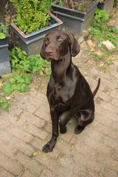 German Shorthaired Pointer female, 11 months old