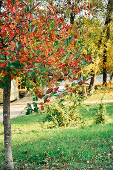 Tree with colorful leaves in the Feofania park, Kyiv, Ukraine