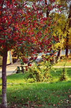 Tree with colorful leaves in the Feofania park, Kyiv, Ukraine