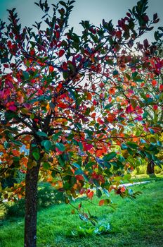 Tree with colorful leaves in the Feofania park, Kyiv, Ukraine