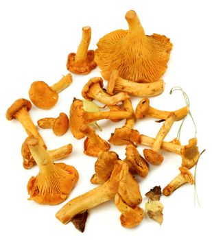 Arrangement of Fresh Raw Chanterelles with Dry Leafs and Stems closeup on White background