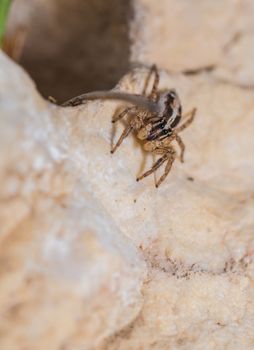 big spider on the rock closeup outdoors