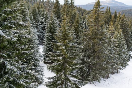 Panorama view of a pine forest at mountain covered snow.