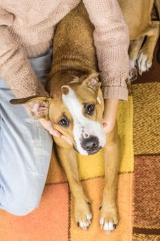 Top view of a dog with big ears lying on the rug, human hugs the puppy.