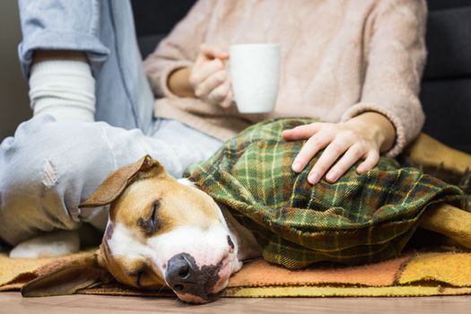 Sick or sleeping dog covered in plaid together with female human in jeans and woolen sweater who drinks tea or coffee