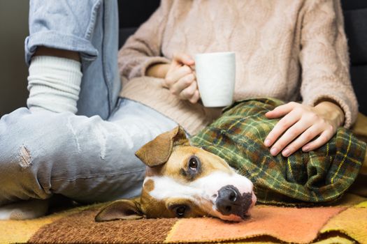 Lazy dog in throw rug relaxing with human in jeans and wool sweater who drinks tea or coffee