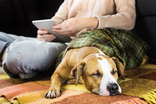 Human with tablet pc on the floor with a sleepy lazy dog covered in plaid