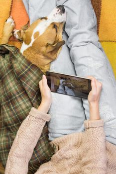 Top view of sleeping dog and female person with tablet pc taking photos of puppy