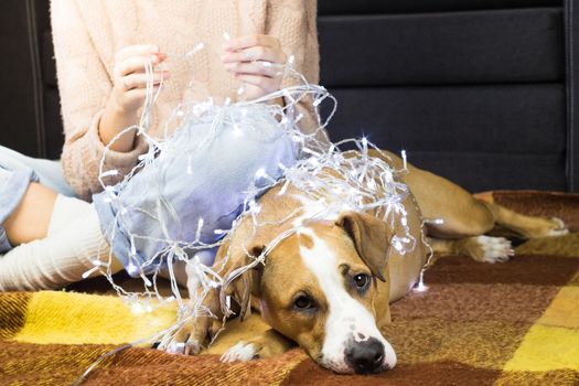 Female person unwinding christmas garland, dog lying next to her on plaid