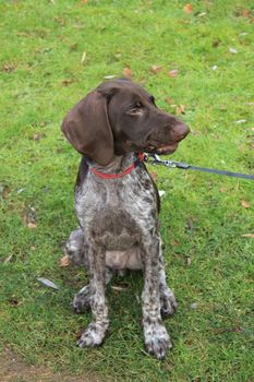 Young German shorthaired Pointer male, four months old