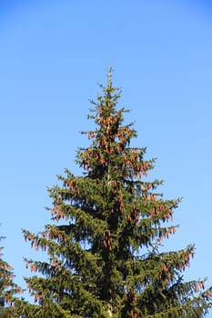 Top of fir tree with cones against blue sky background