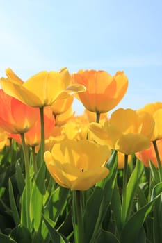 Yellow and orange tulips in a sunny field