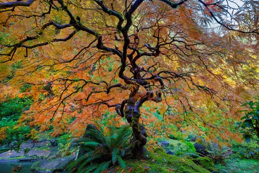 The Japanese Maple Tree is full fall colors at Japanese Garden in Autumn