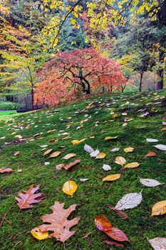 Japanese Maple Tree on a Moss Covered Slope at Japanese Garden in Autumn