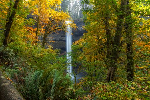 Leaf Peeping at South Falls in Silver Falls State Park in Autumn