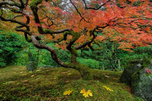Japanese Maple Tree at Portland Japanese Garden in Fall Season