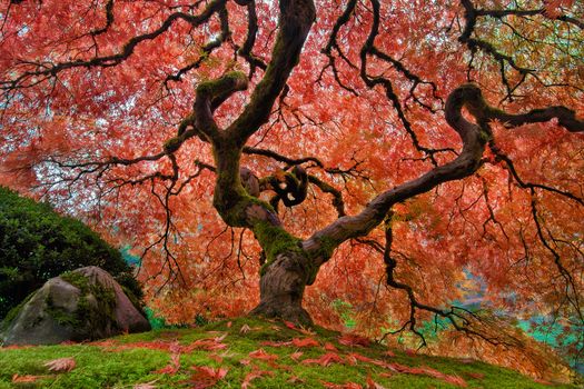 The Old Japanese Maple Tree at Portland Japanese Garden in its full Autumn Glory