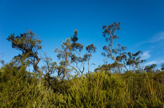 Australian bush landscape with native shrubs. The Blue Mountains, Australia.