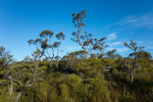 Australian bush landscape with native shrubs. The Blue Mountains, Australia.
