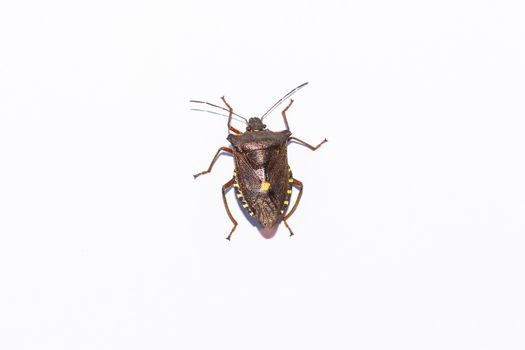 Forest bug lat. Pentatoma rufipes. It belongs to the family of stink bugs lat. Pentatomidae.