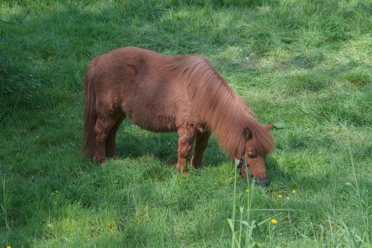 Beautiful brown pony in a pasture in the summer.