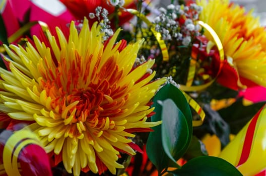 Chrysanthemum disbudded rare yellow red view, sort