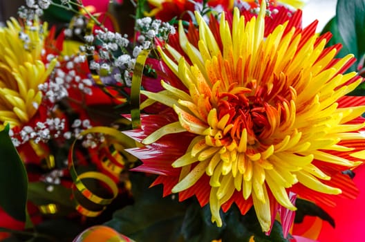 Chrysanthemum disbudded rare yellow red view, sort