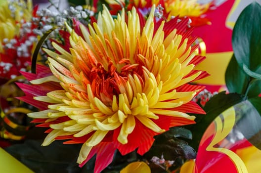Chrysanthemum disbudded rare yellow red view, sort