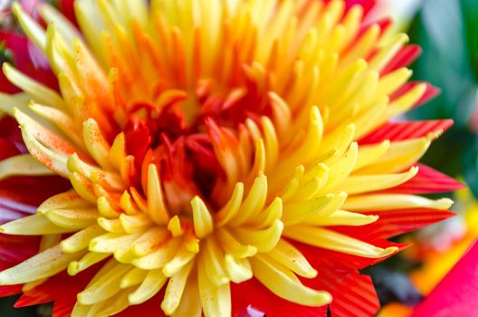 Chrysanthemum disbudded rare yellow red view, sort