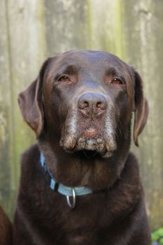 Chocolate brown labrador, female, eight years old